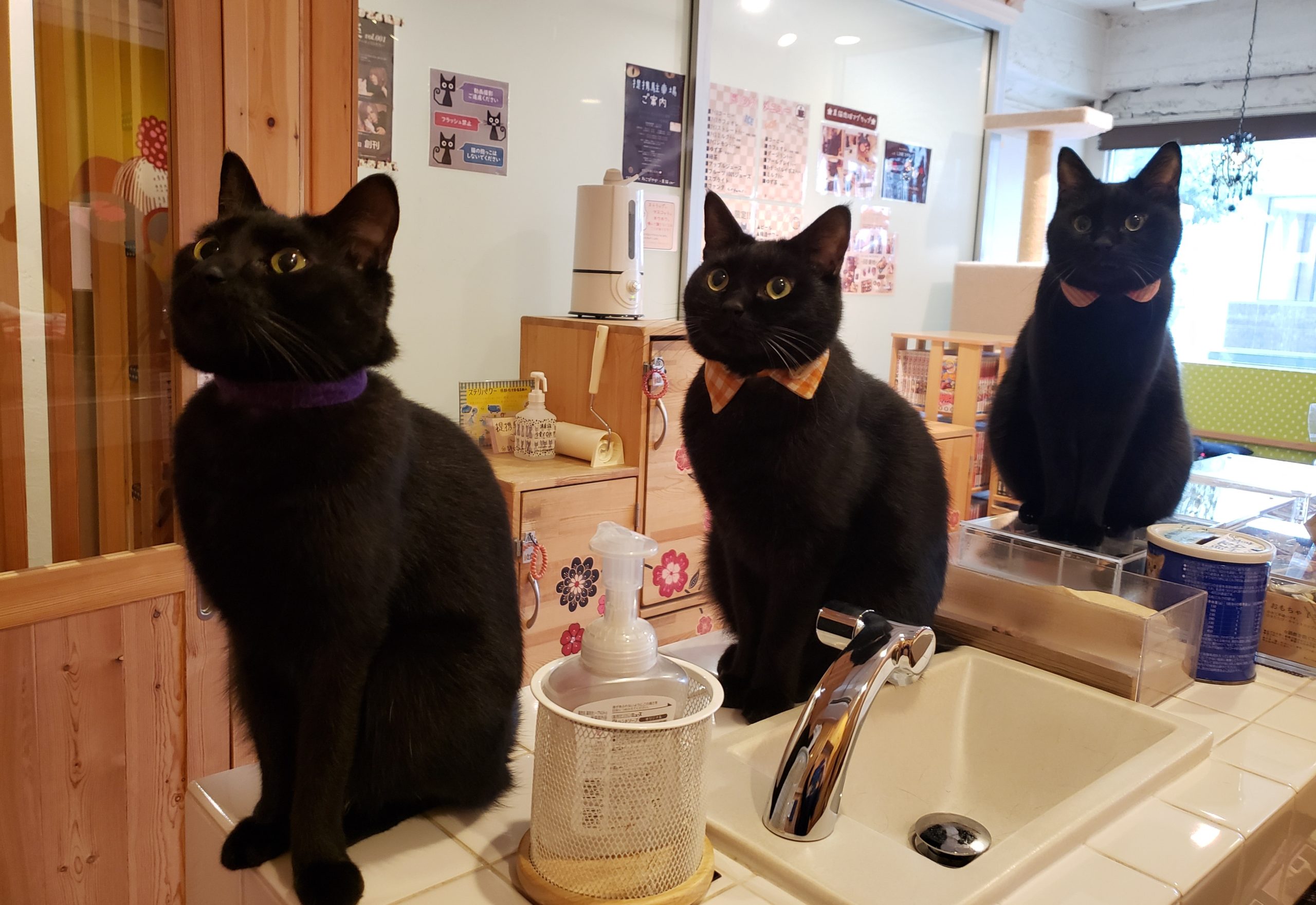 cat cafe ねこびやか-黒猫cm