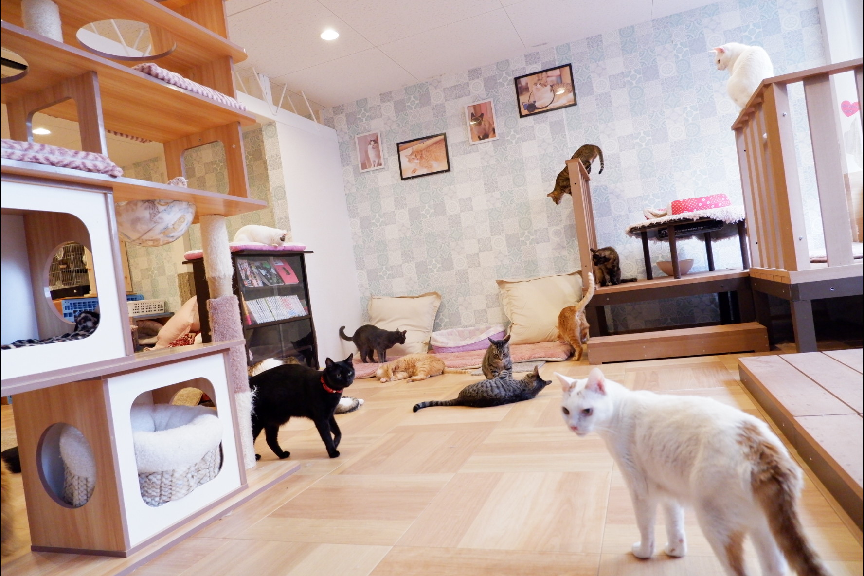 保護猫カフェ猫の恵庭