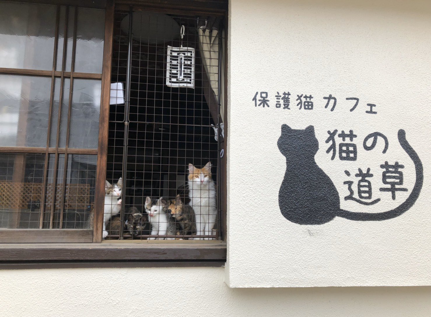 保護猫カフェ猫の道草