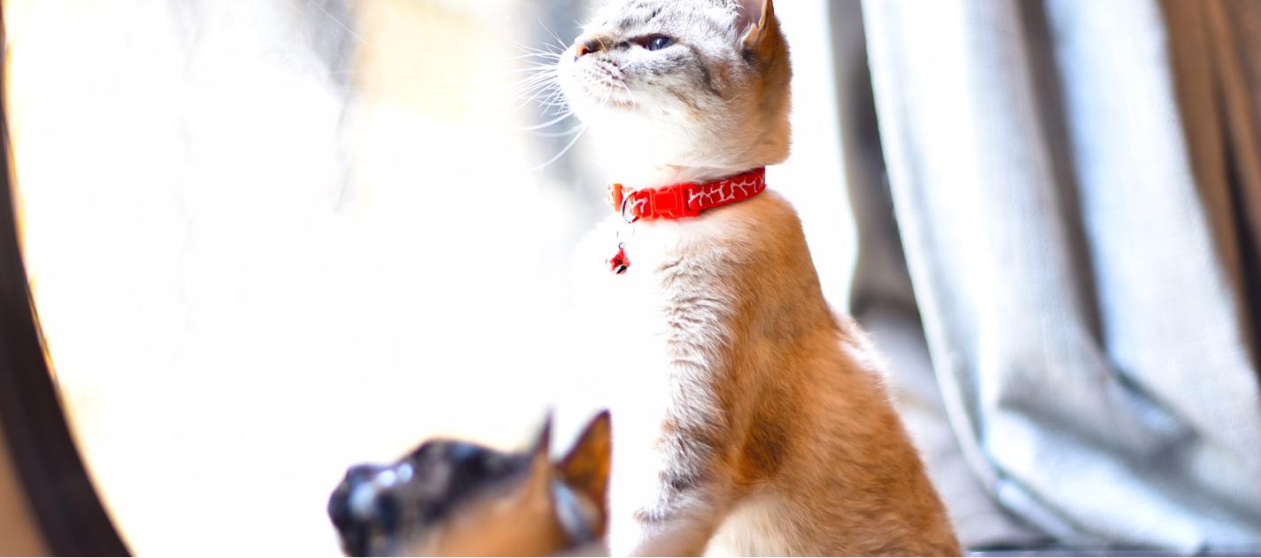 保護猫かふぇneu。