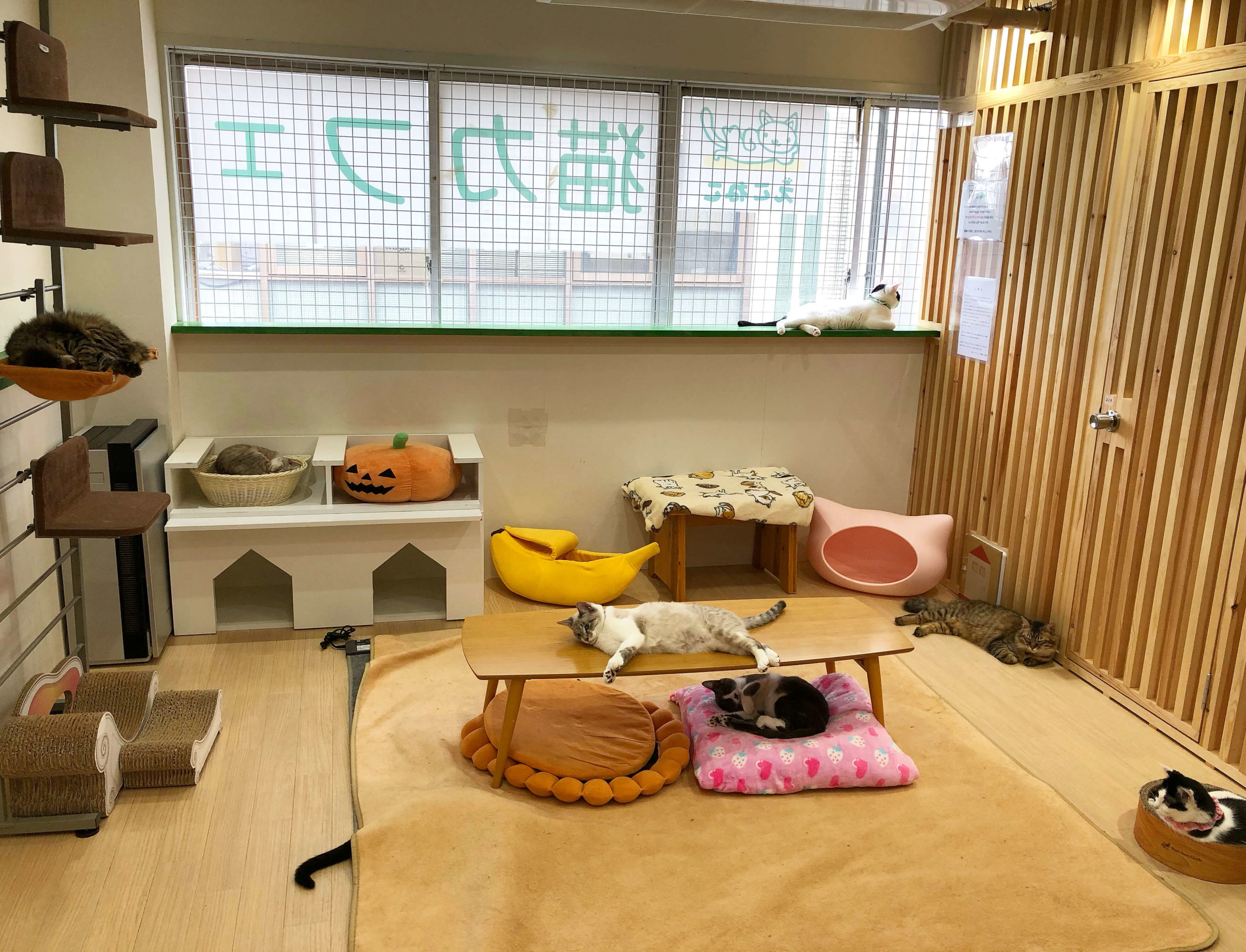 えこねこ