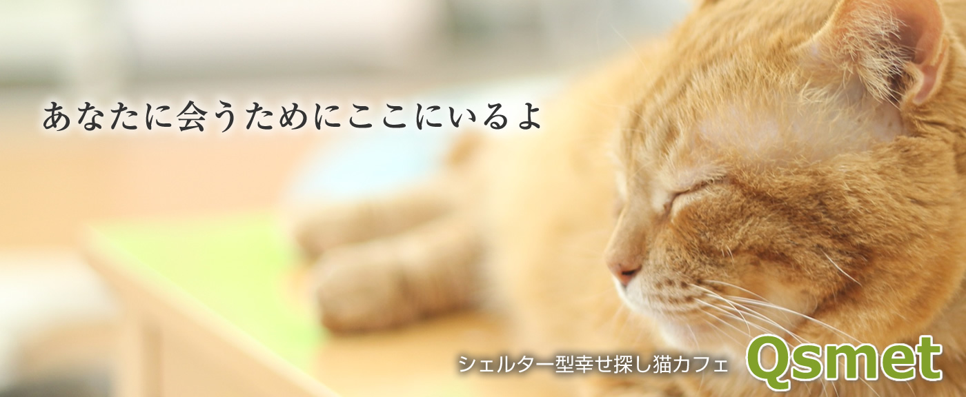 シェルター型幸せ探し猫カフェQsmet - くすめっと