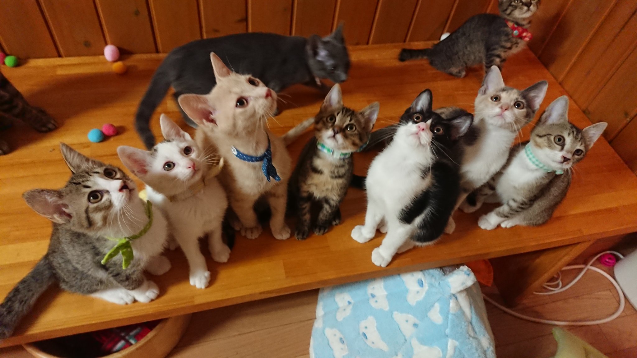 cat's cafe ねこじゃらし