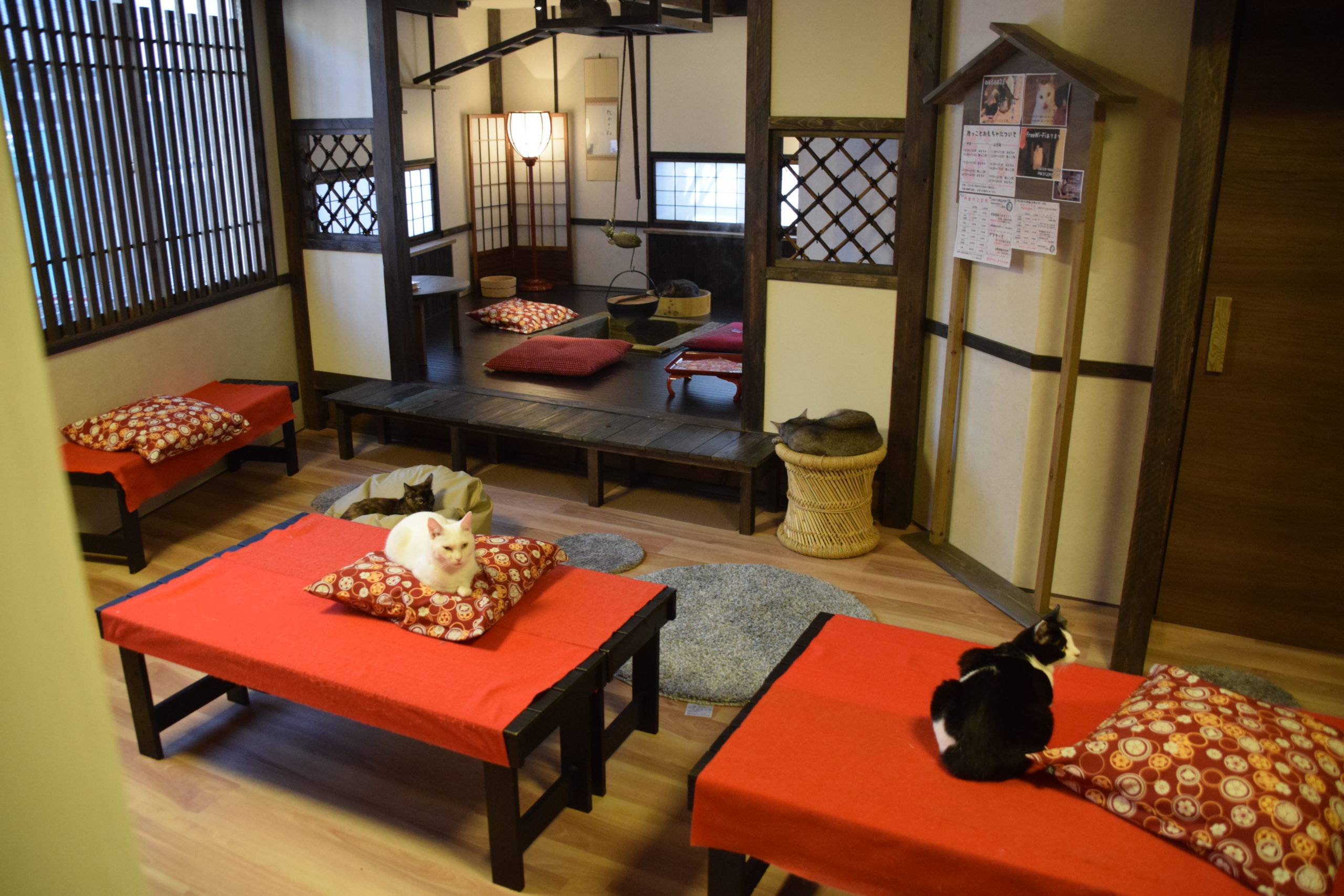 保護猫カフェきゃりこ武蔵野