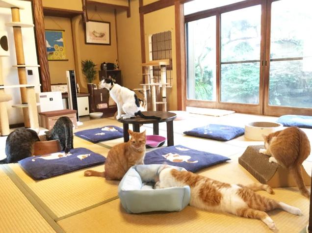 保護猫カフェ 和猫かふぇ