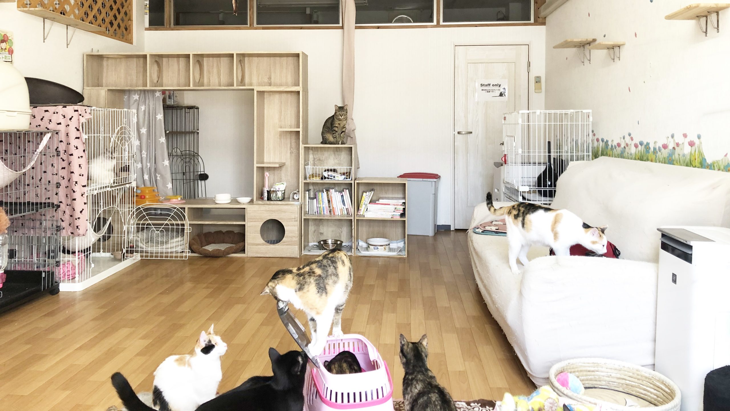 保護ねこるーむBoron