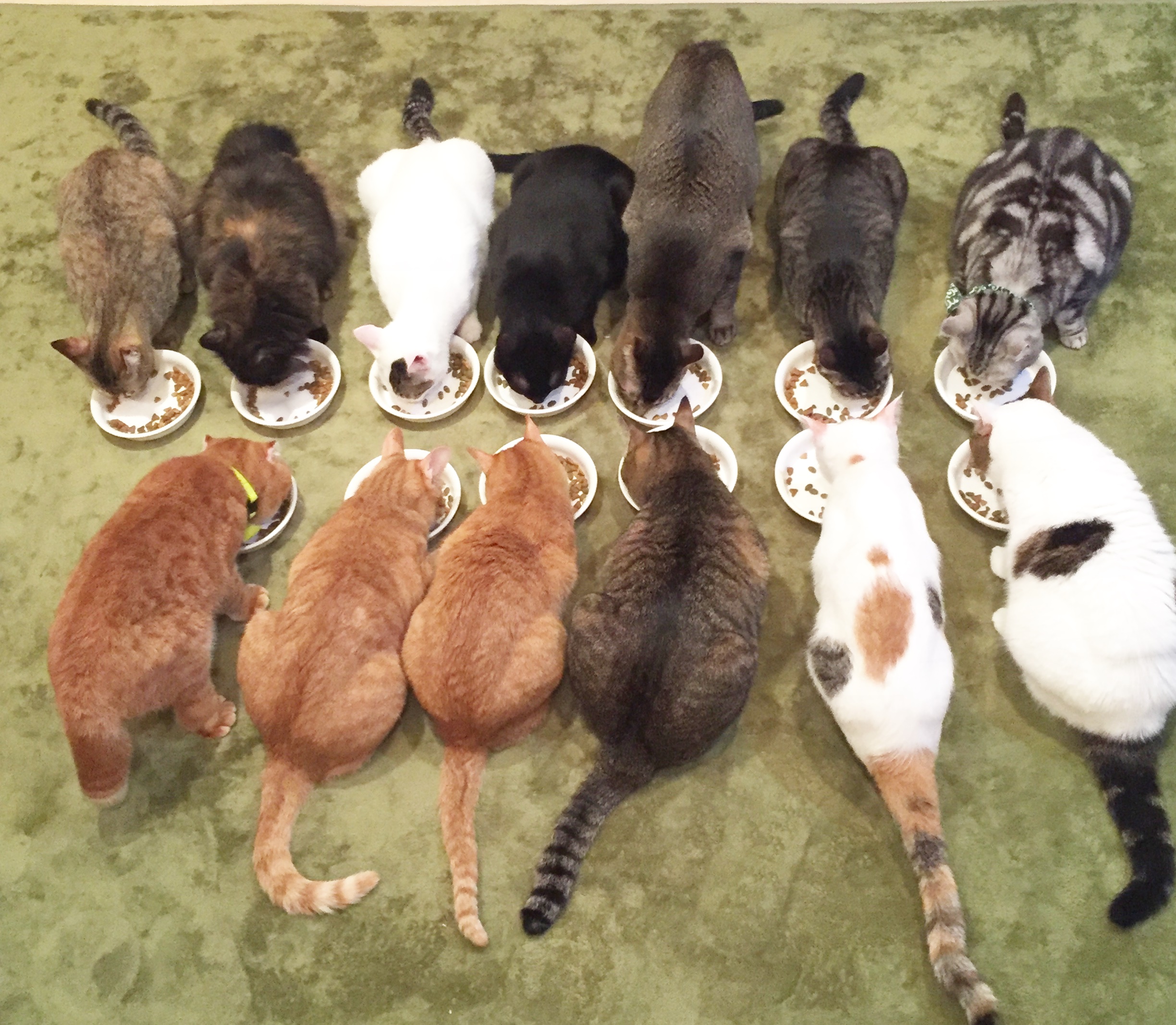 和風桶猫喫茶 保護猫カフェ