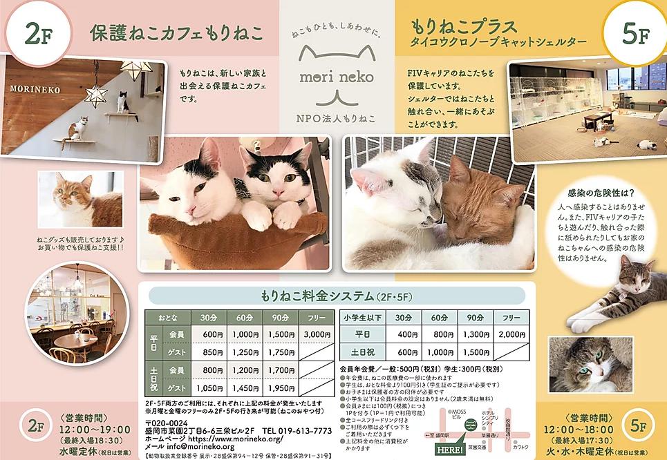 猫カフェもりねこ