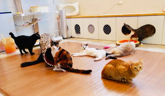 CAT'S INN TOKYO