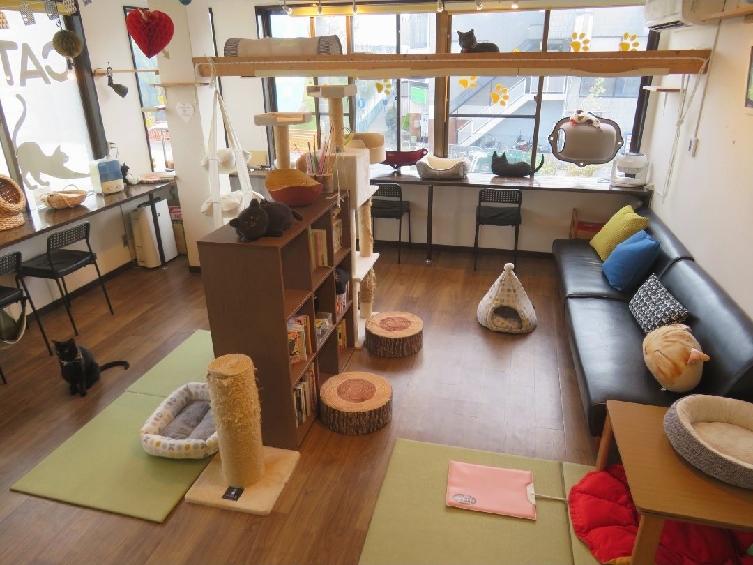 猫カフェタイム
