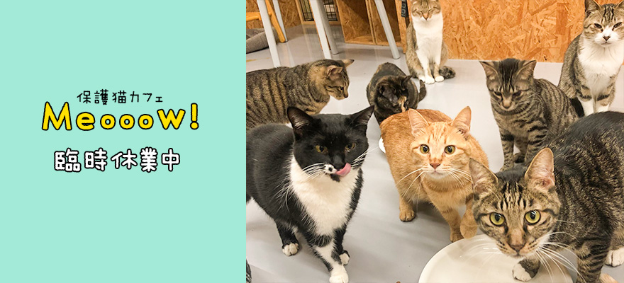 保護猫カフェMeooow!