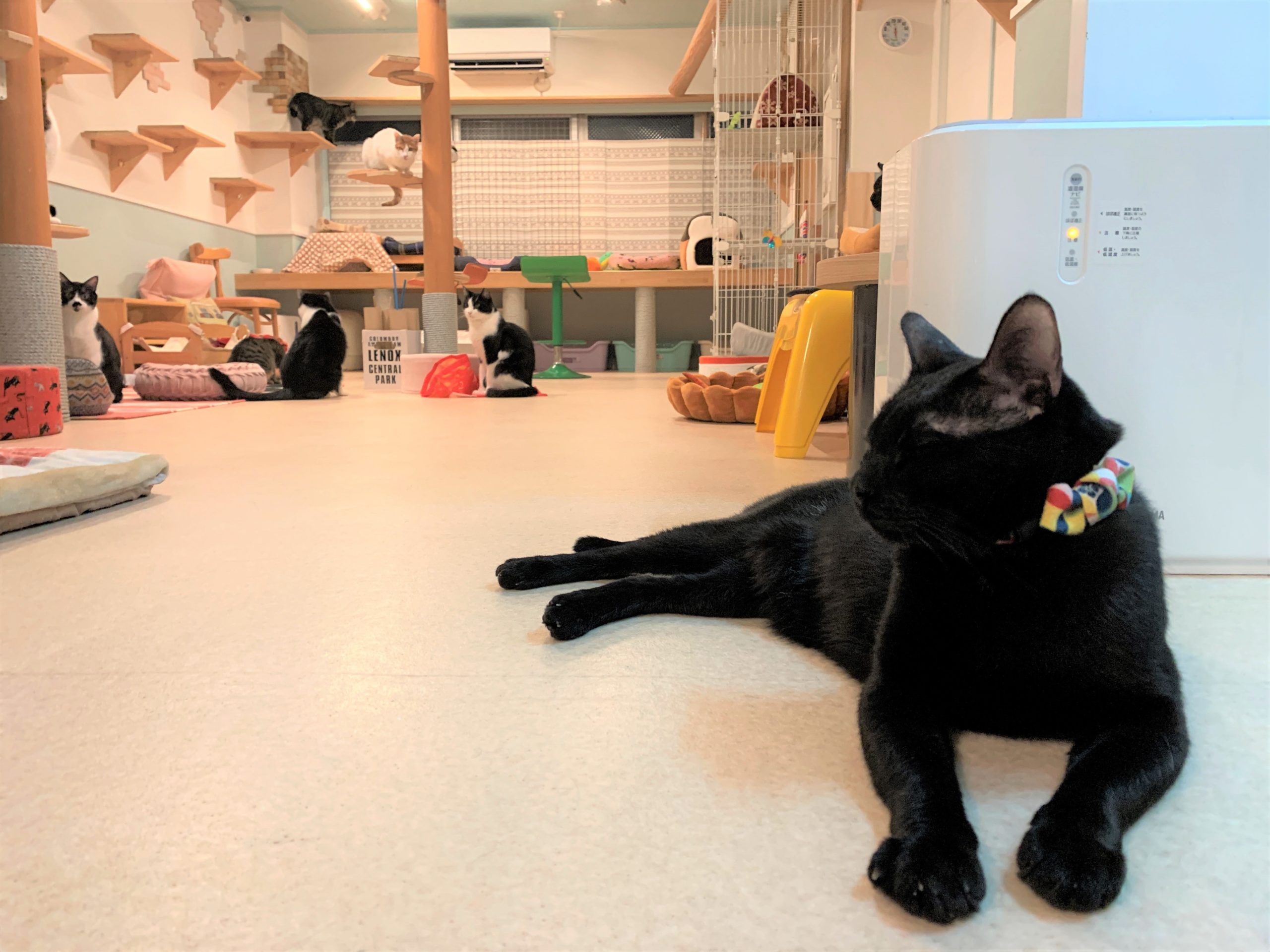 保護猫カフェ・カーロ