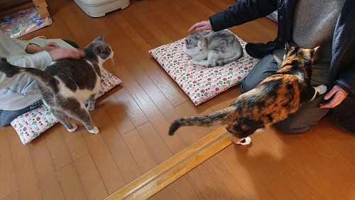 猫カフェマイケル