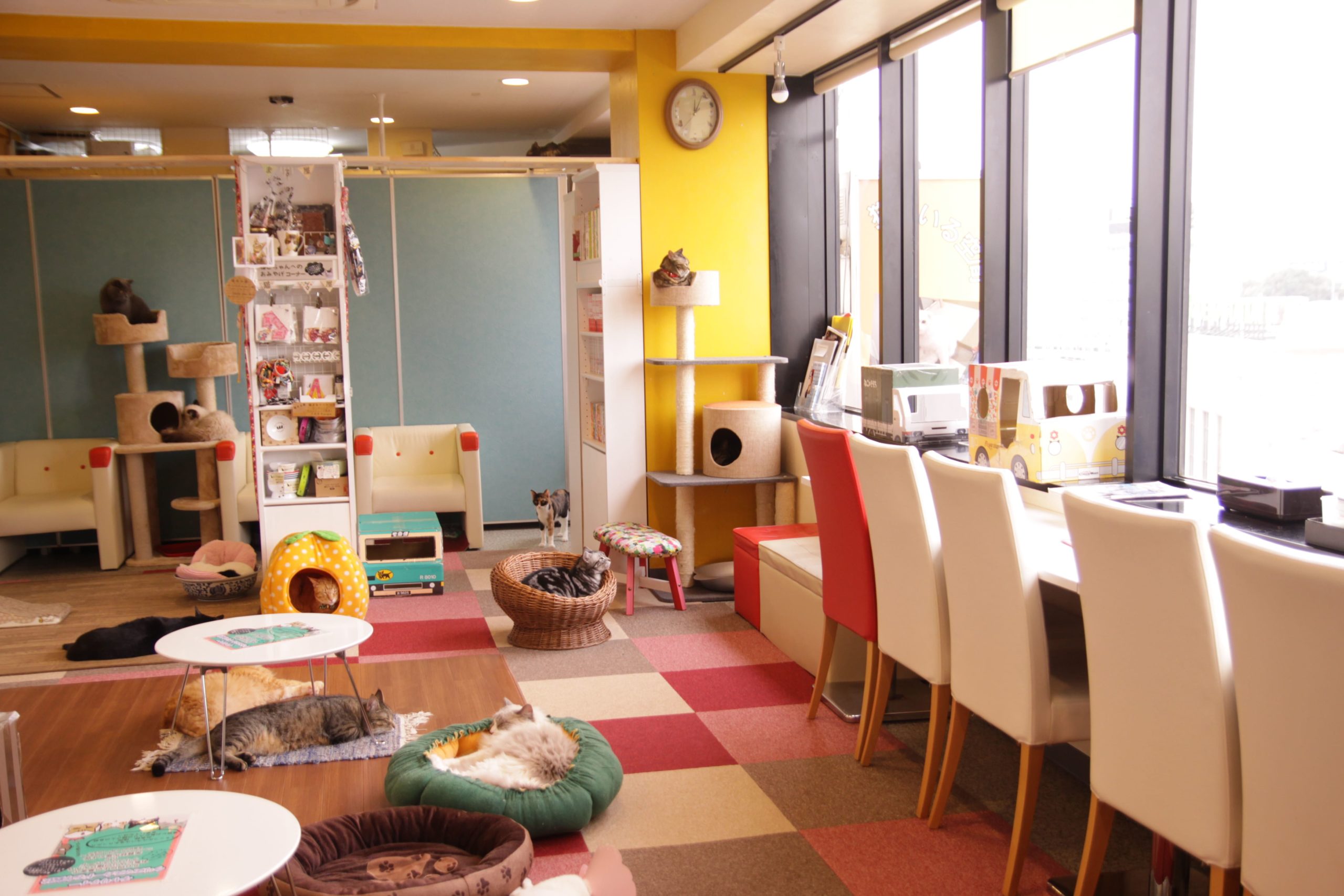 猫まるカフェ上野店