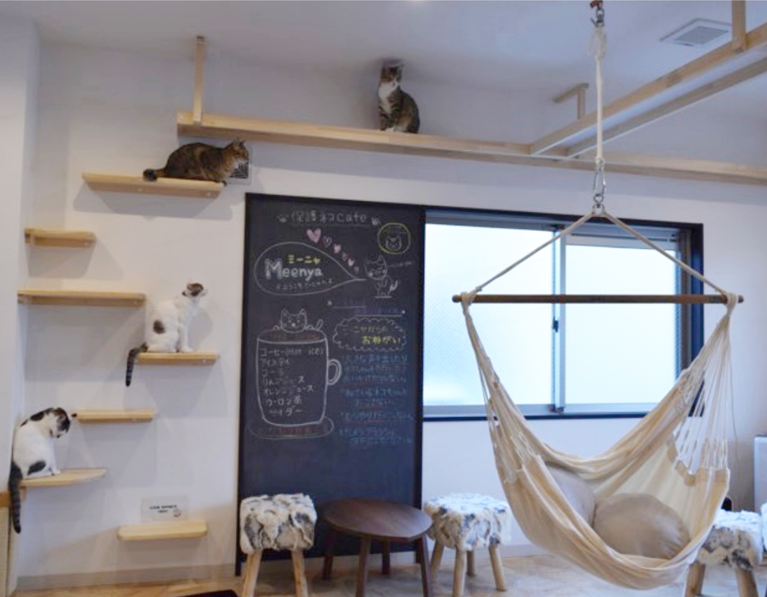 保護猫cafeMeenya