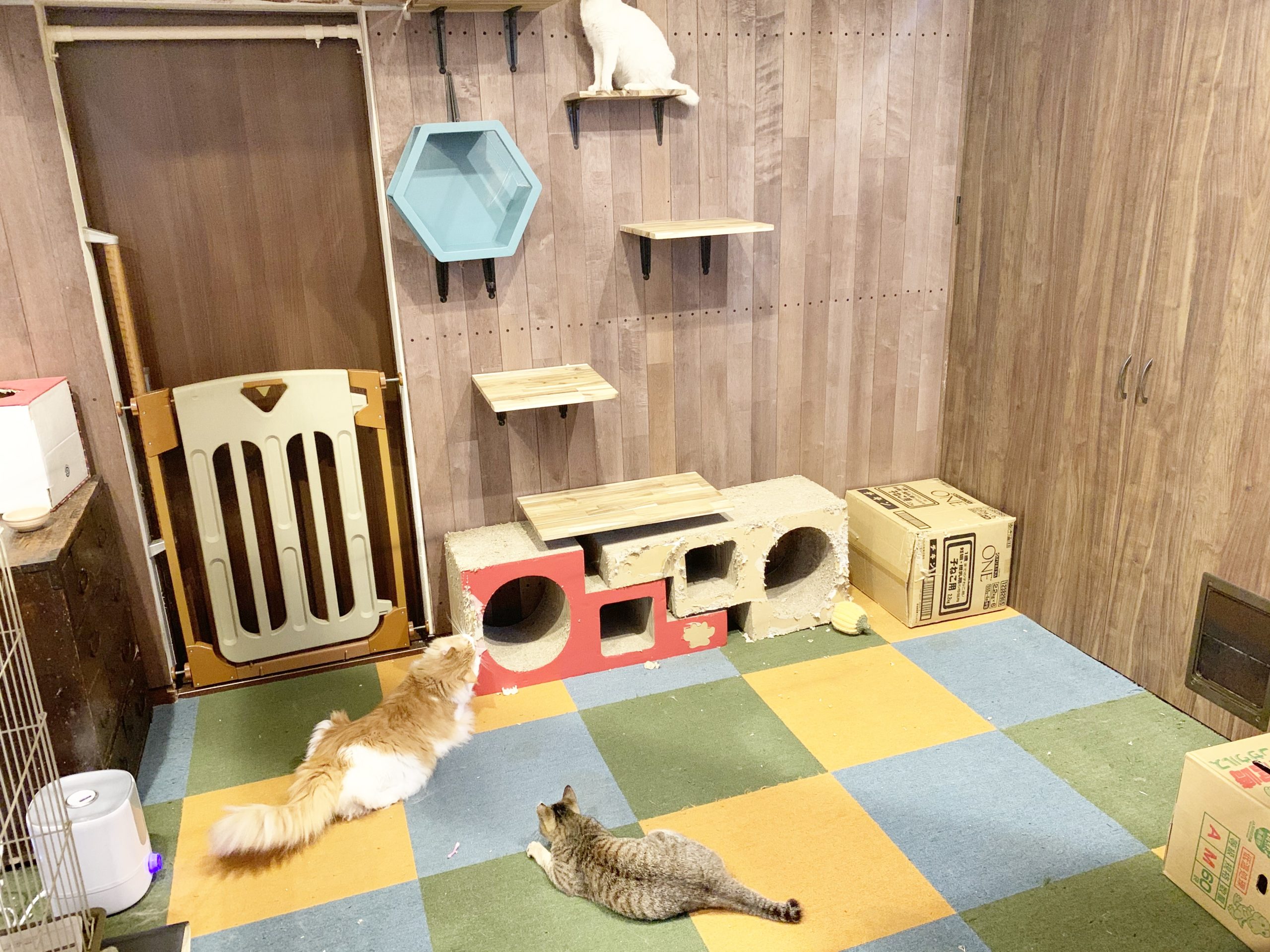 保護犬猫カフェNOG