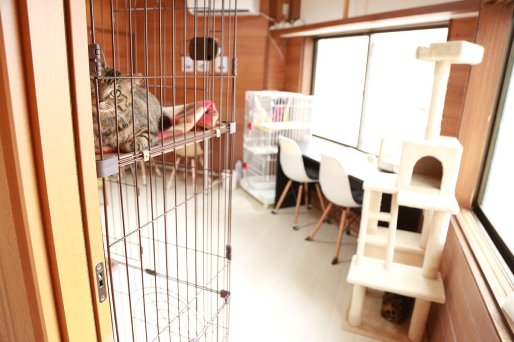 保護猫カフェ Cat Spase