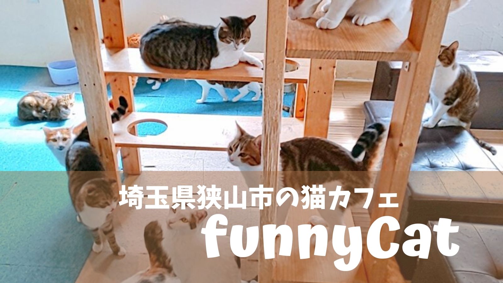 保護猫カフェfunnyCat