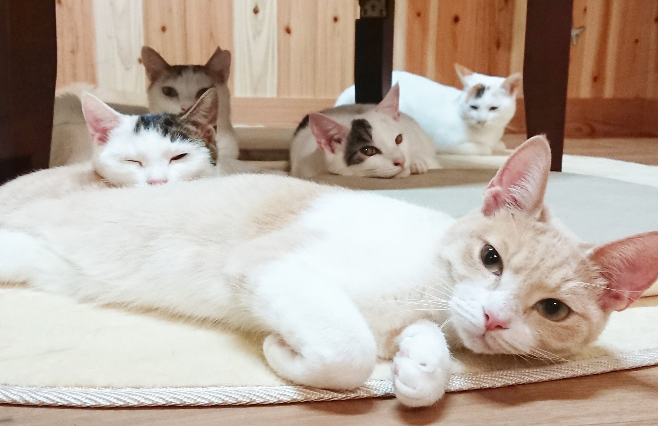 猫時間