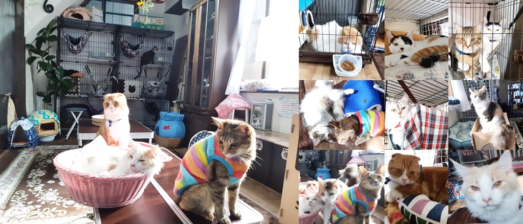 ねこcafe Salon de Kei