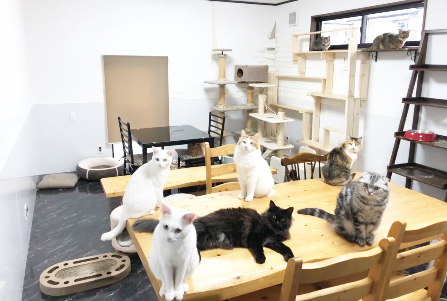 ねこカフェ猫ちゃんの家