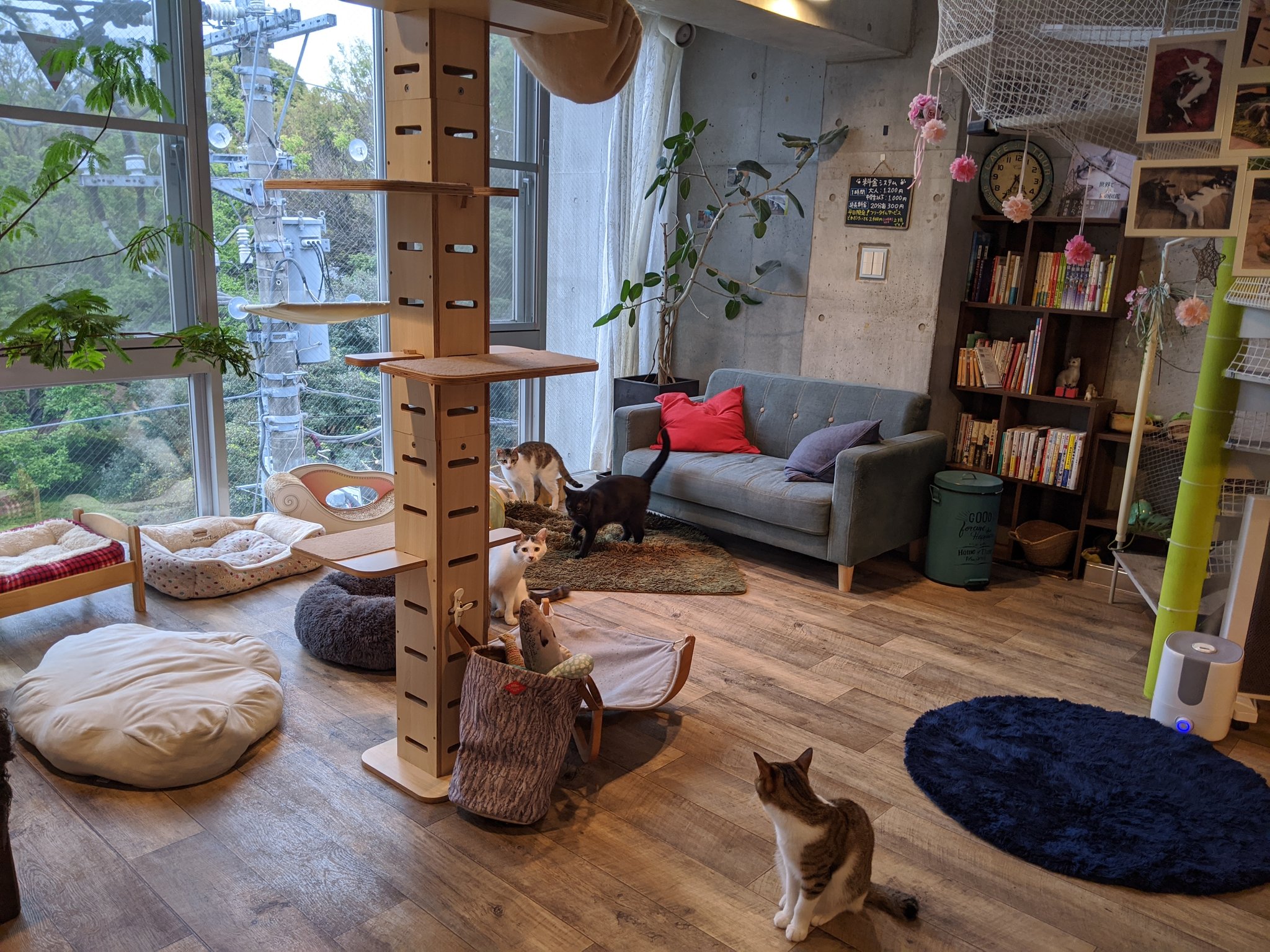 保護猫カフェ駒猫