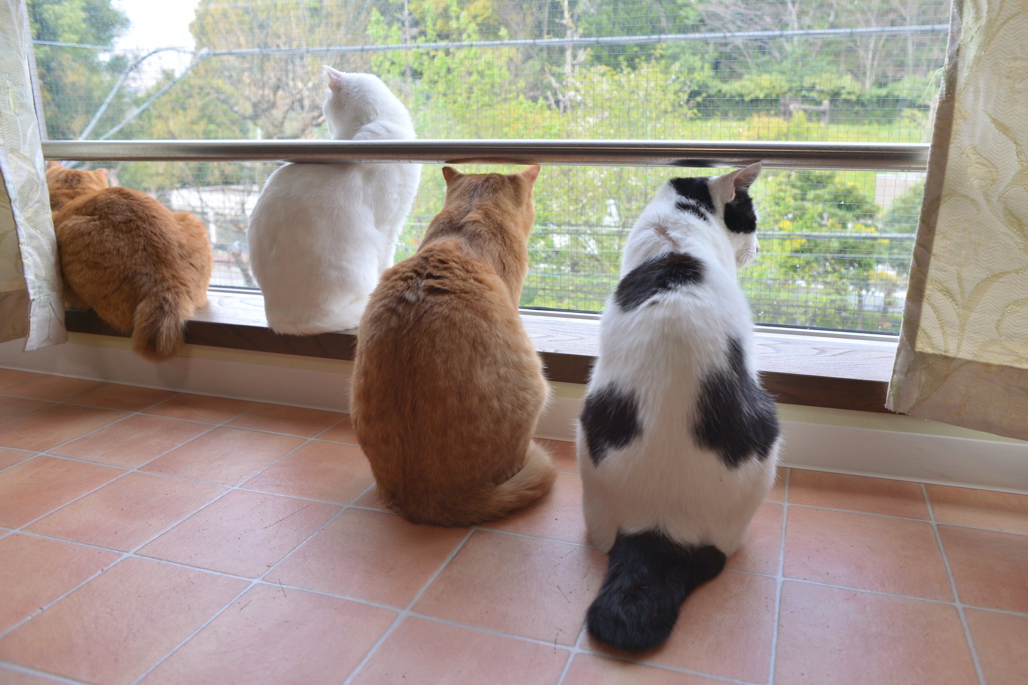 保護猫カフェCatio