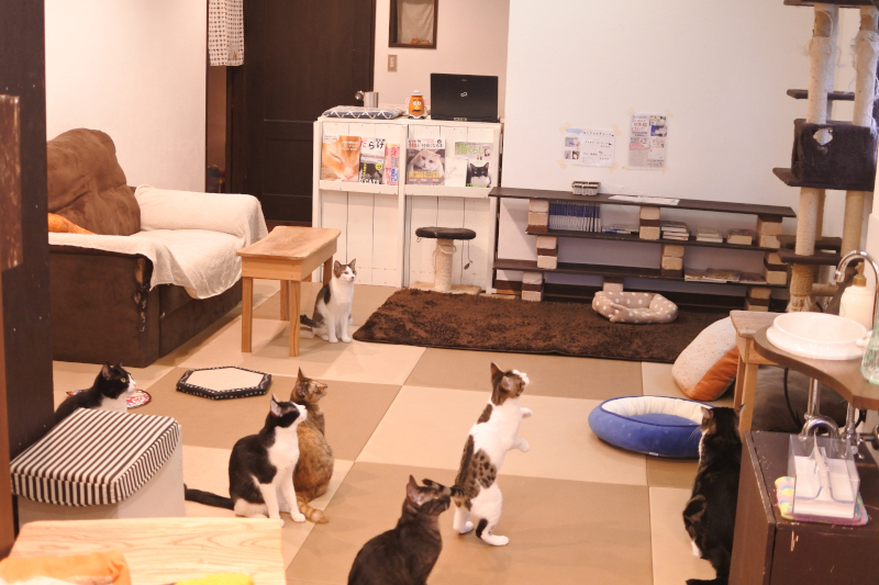 ねこ停