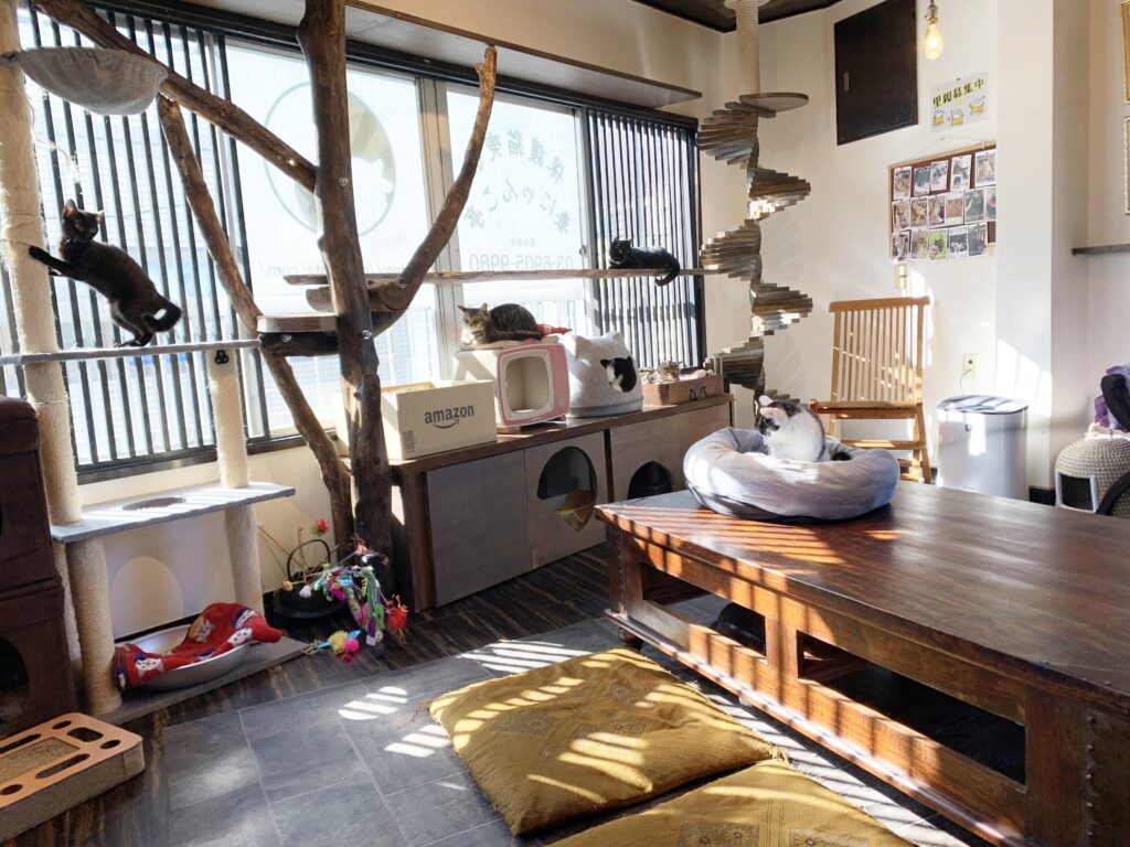 保護猫喫茶 要にゃんこ亭