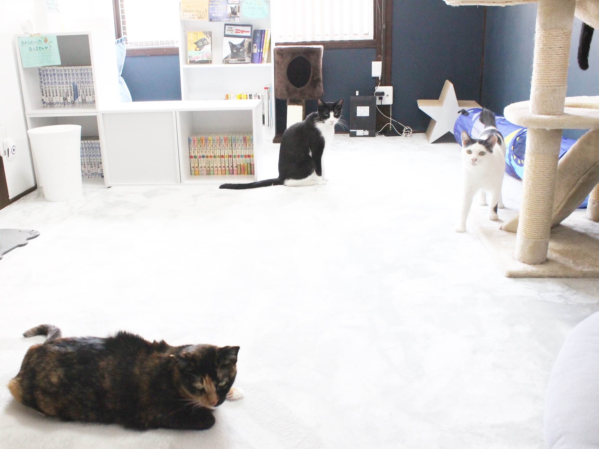 猫の惑星にゃーくる店内
