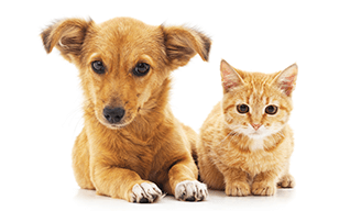 保健所収容ペットの情報