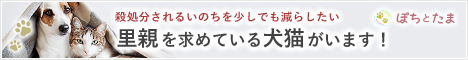 全国の犬猫ペットの里親募集マッチングサイト｜ぽちとたま