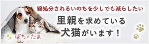 「里親を求めている犬猫がいます！」殺処分されるいのちを少しでも減らしたい ぽちとたま