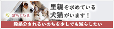 全国の犬猫ペットの里親募集マッチングサイト｜ぽちとたま