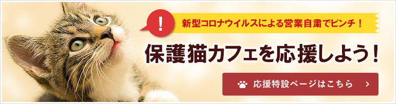 新型コロナウイルスの営業自粛でピンチ！保護猫カフェを応援しよう！応援特設ページはこちら