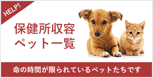 保健所収容ペット一覧 命の時間が限られているペットたちです
