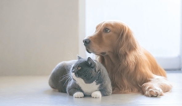 ペットの受け渡しについて