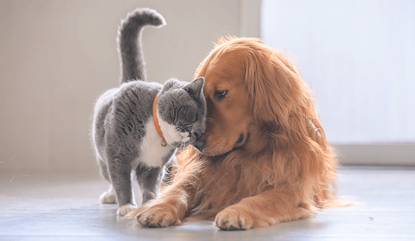 終生飼育できるか考える