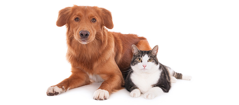 犬、猫の飼い方 飼う前に読むこと