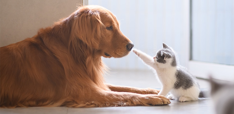 犬、猫の飼い方 飼う前に読むこと