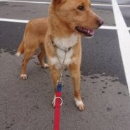 人間不信だった日向と一緒に成長していって頂ける里親さん募集しています