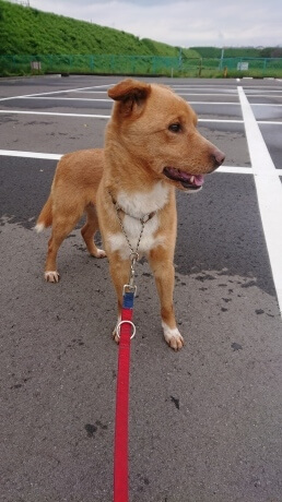 人間不信だった日向と一緒に成長していって頂ける里親さん募集しています