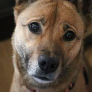 人見知り、場所見知りだけど犬付き合いが上手な女の仔・メーガン