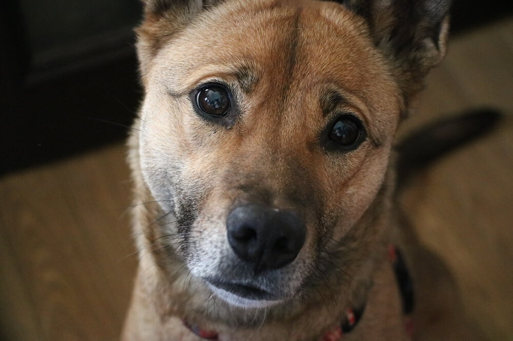 人見知り、場所見知りだけど犬付き合いが上手な女の仔・メーガン