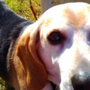 メロン里親募集中