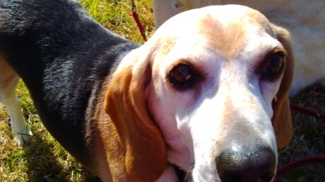 メロン里親募集中