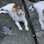 避妊済み ミケちゃん♪