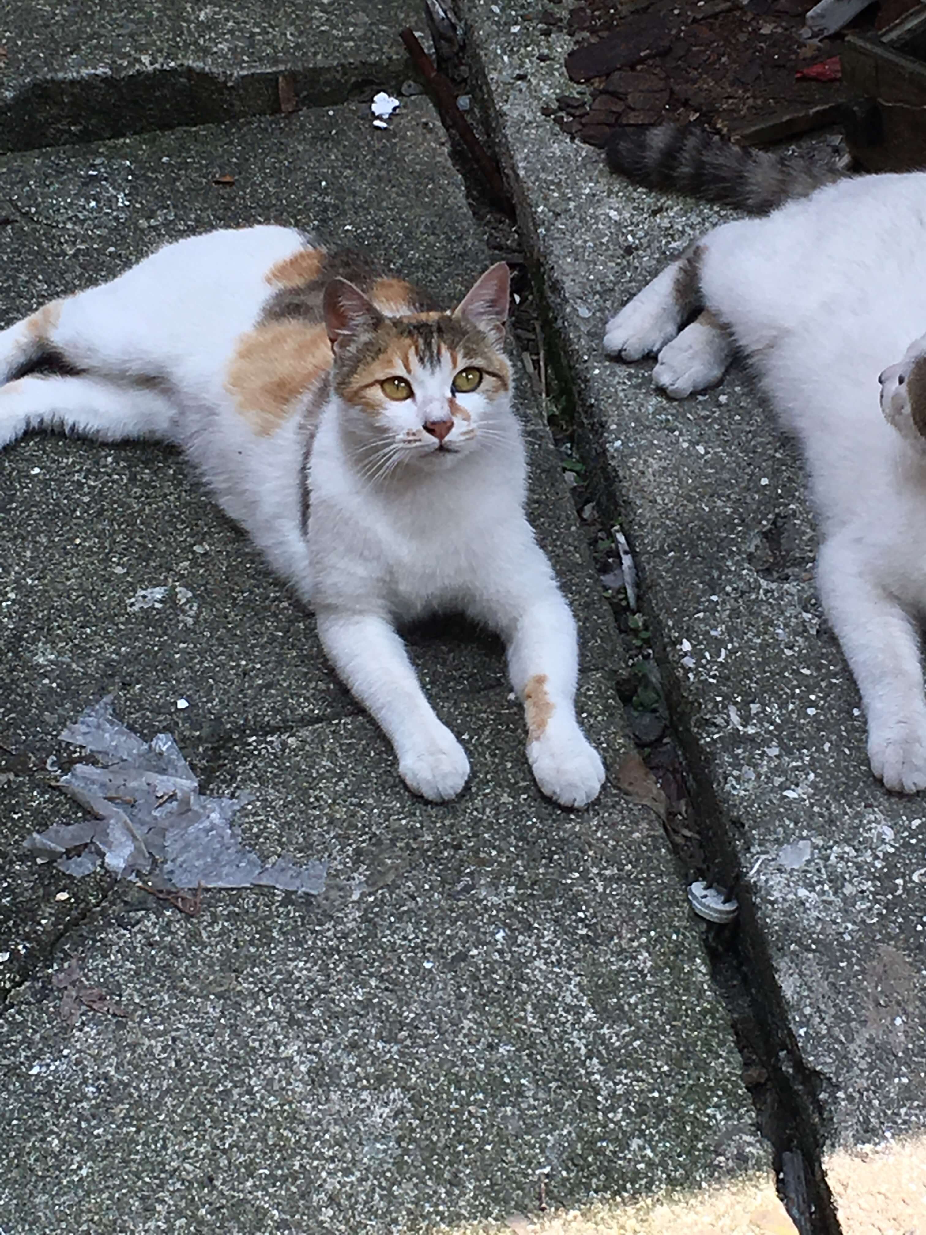 避妊済み ミケちゃん♪