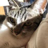 【小柄なキジ白】しずくちゃん