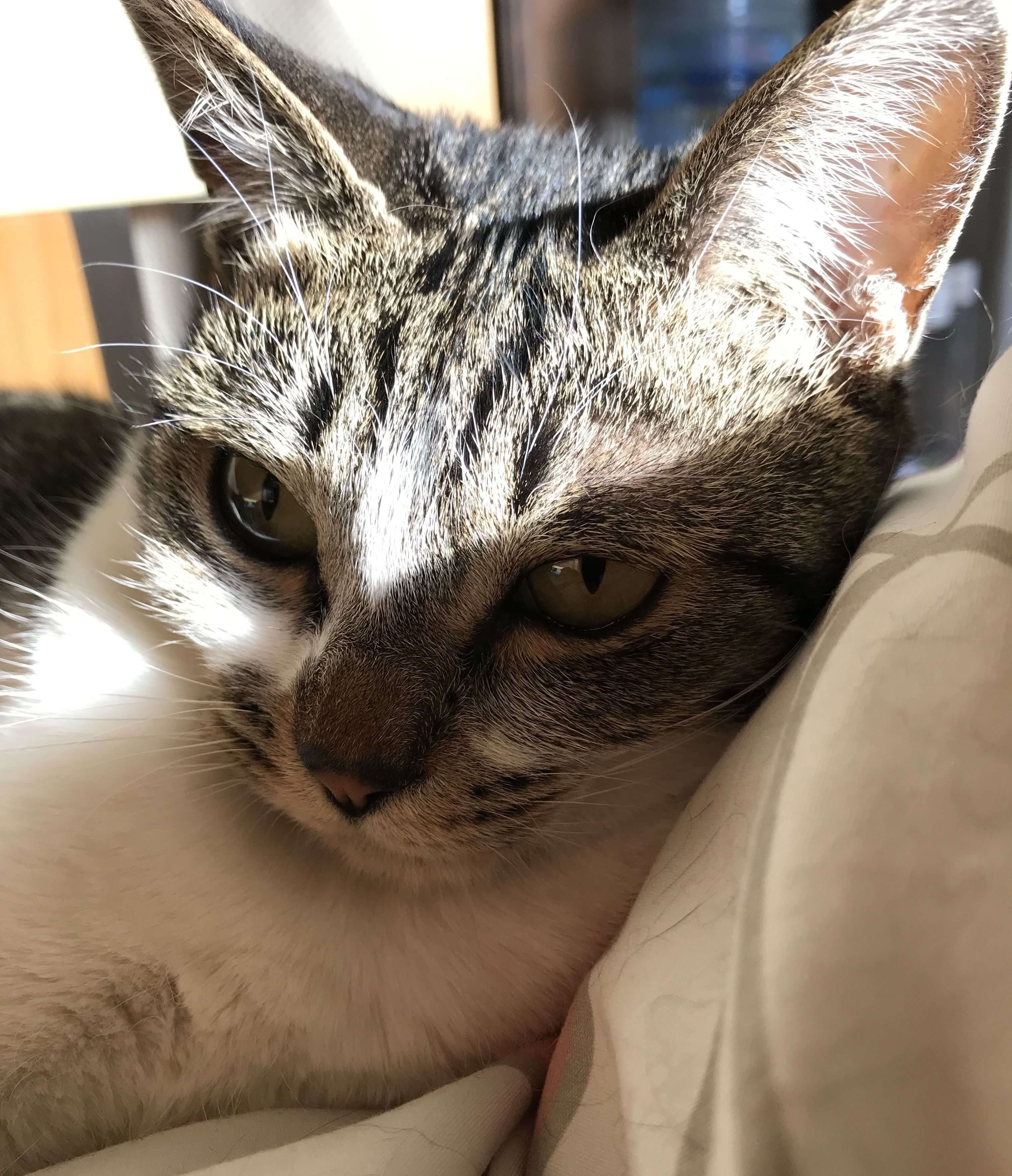 【小柄なキジ白】しずくちゃん